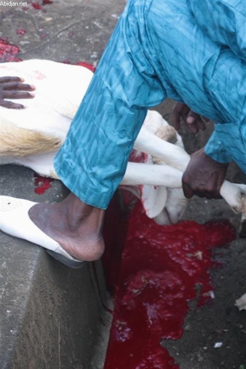 Tabaski /  Des acteurs de la filière bétail annoncent : “Le prix du mouton va fortement baisser”